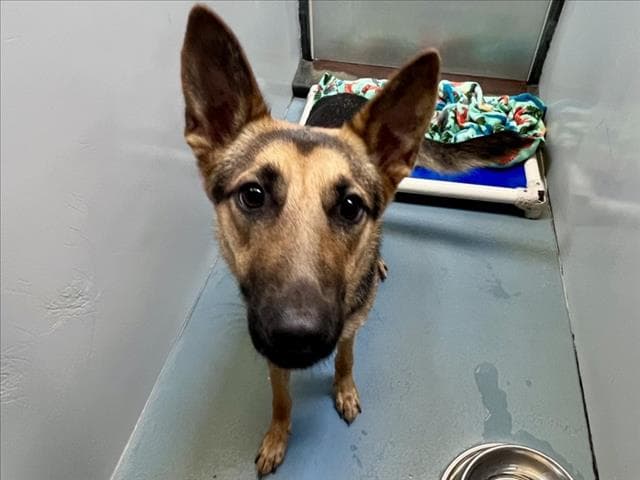 Athenna - German Shepherd Dog