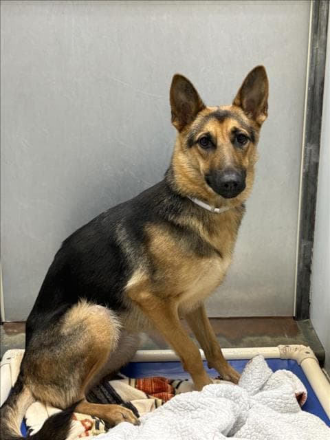 Athenna - German Shepherd Dog
