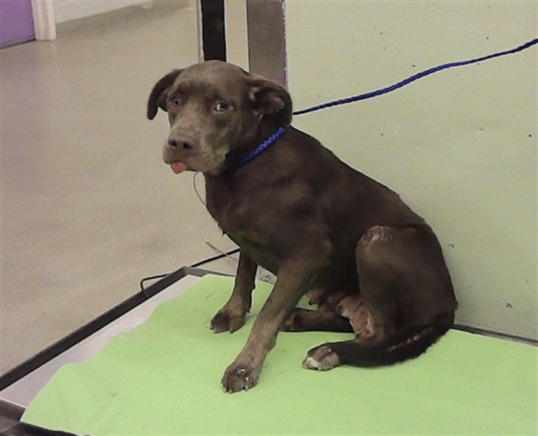 Nani - Staffordshire Bull Terrier