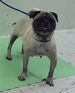 Suzzy image 1