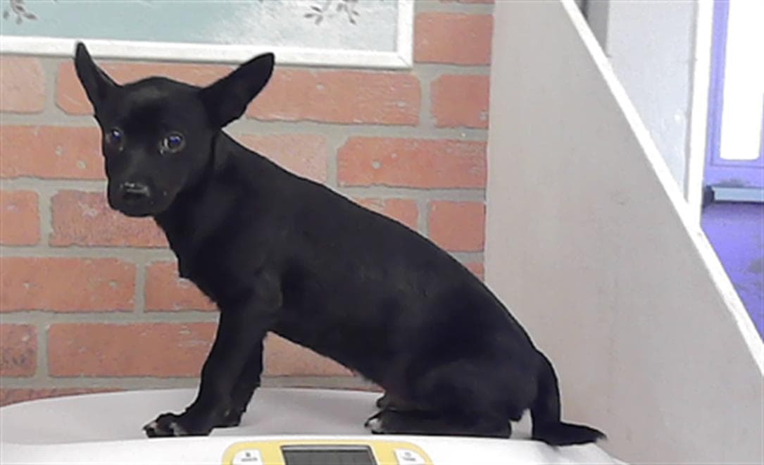 Toro - Chihuahua
