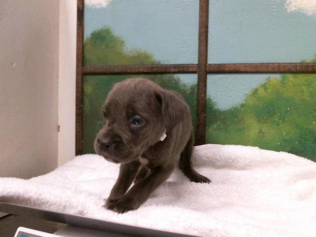 Unknown - Staffordshire Bull Terrier