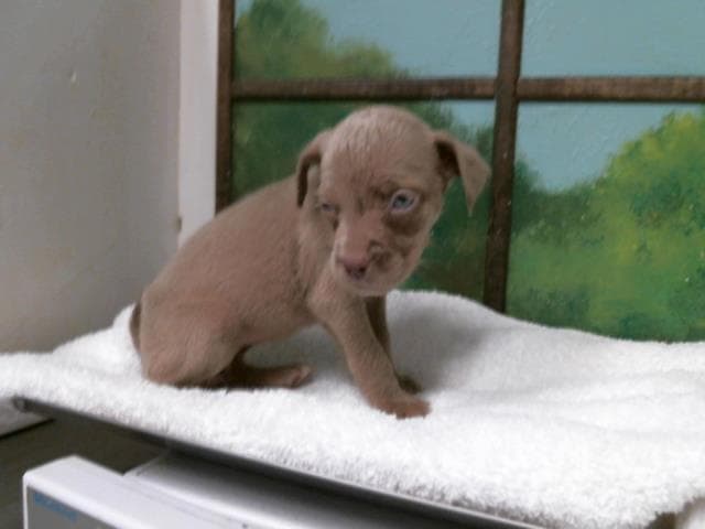 Unknown - Staffordshire Bull Terrier