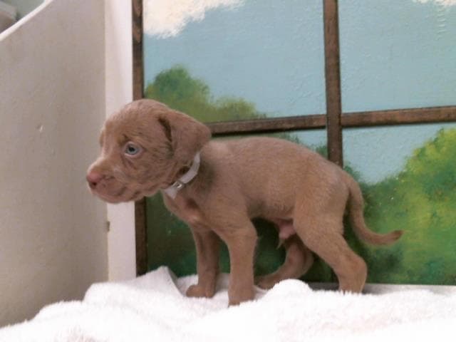 Unknown - Staffordshire Bull Terrier