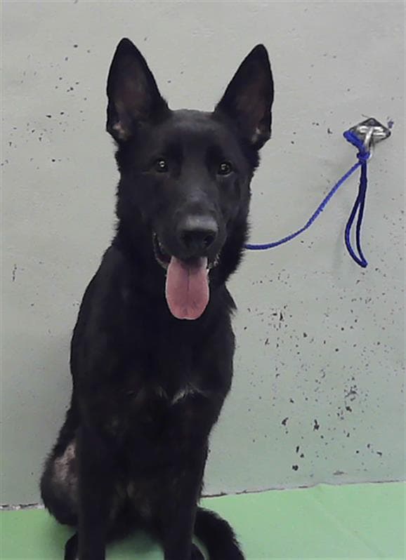 Unknown - German Shepherd Dog