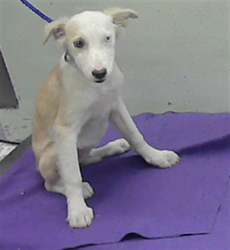 Opal - Siberian Husky