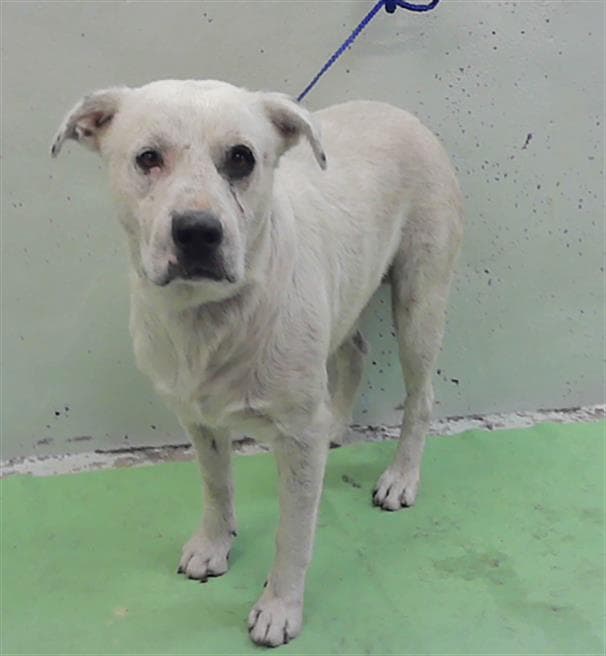Unknown - Staffordshire Bull Terrier