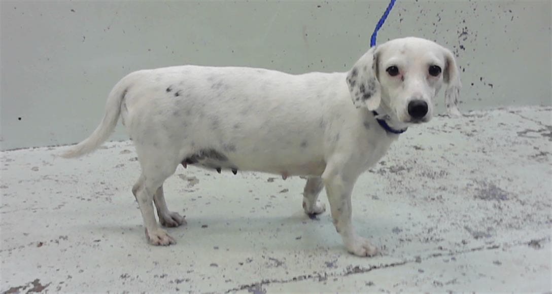 Unknown - Dachshund