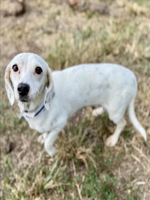 Unknown - Dachshund