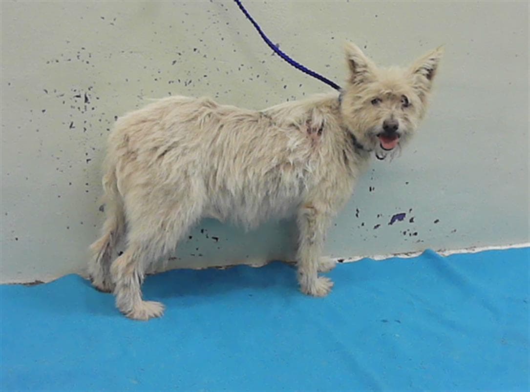 Unknown - Cairn Terrier