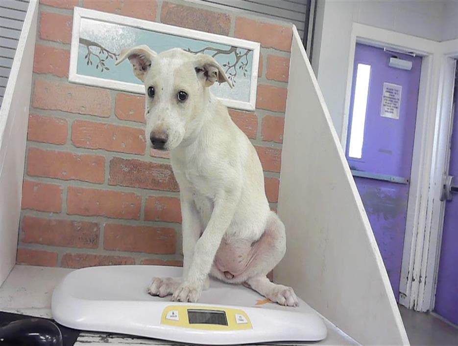 Unknown - American Staffordshire Terrier