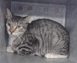 Unknown image 1
