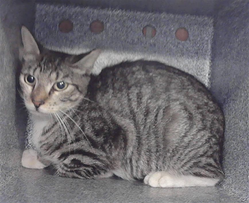 Unknown - American Shorthair