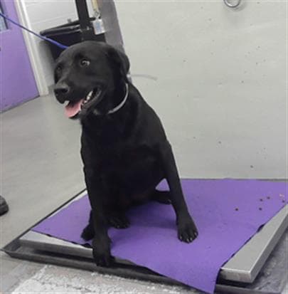 Gorda - Labrador Retriever