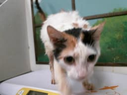 Unknown image 1