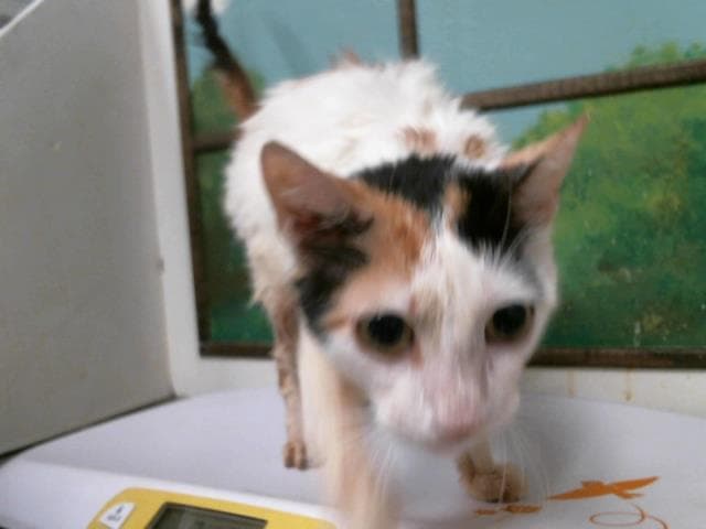 Unknown - Domestic Short Hair