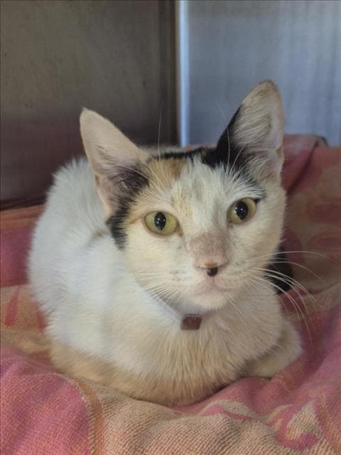 Unknown - Domestic Short Hair