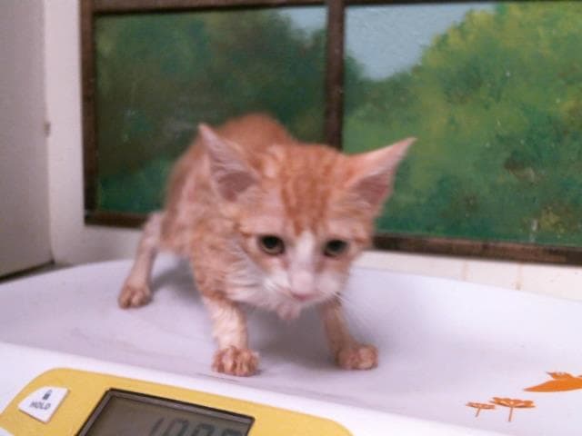 Unknown - Domestic Short Hair