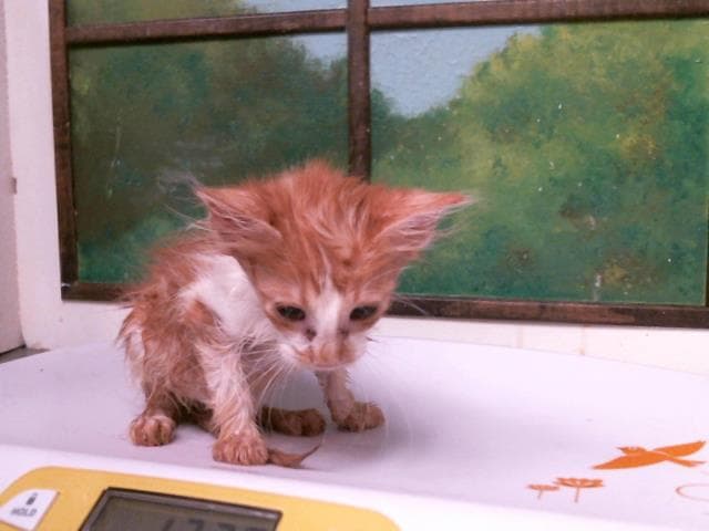 Unknown - Domestic Short Hair
