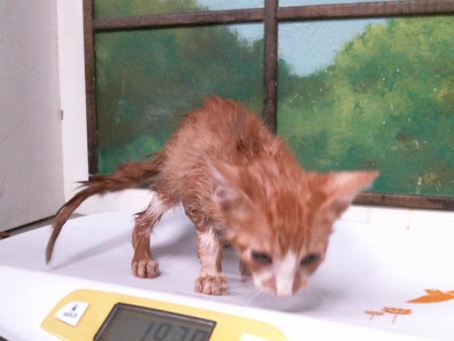 Unknown - Domestic Short Hair