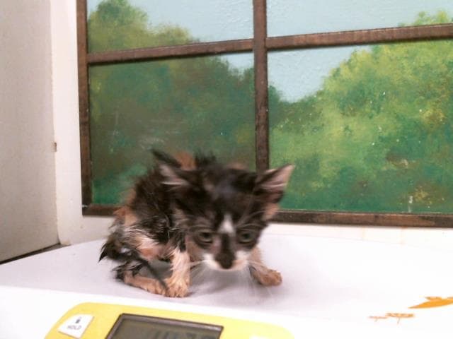 Kimmie - Domestic Short Hair
