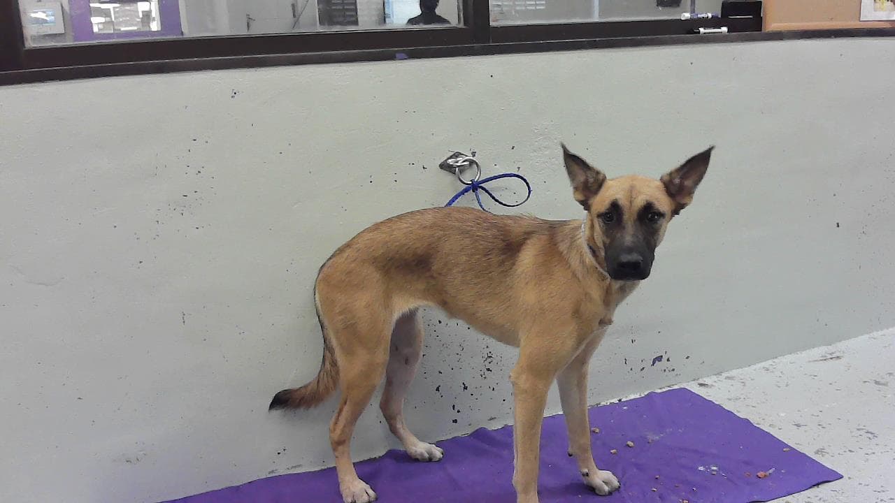 Cookie - German Shepherd Dog