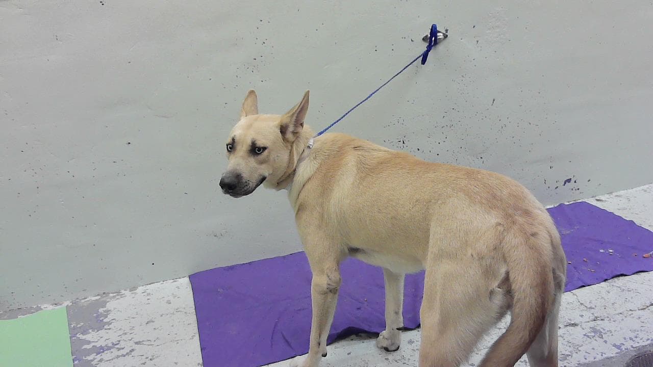 Canela - German Shepherd Dog