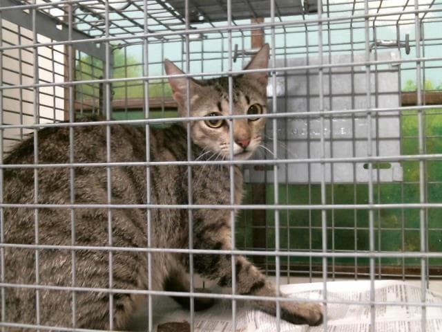 Unknown - Domestic Short Hair