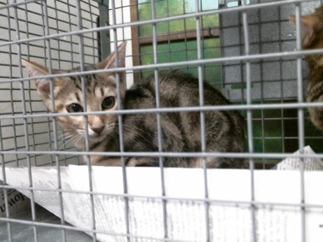 Unknown - Domestic Short Hair