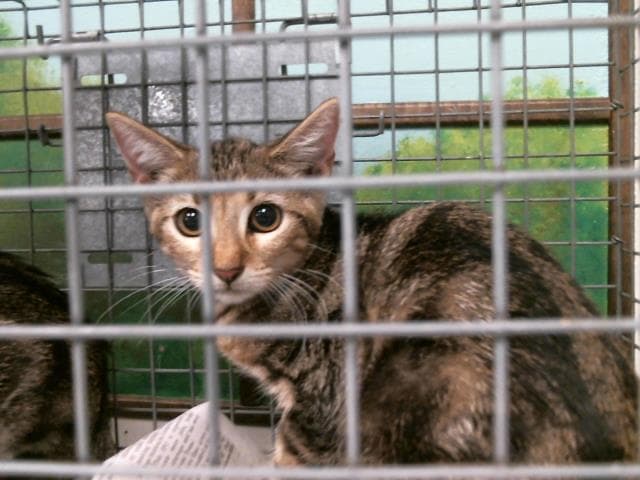 Unknown - Domestic Short Hair