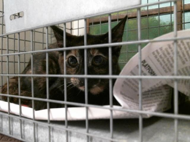 Unknown - Domestic Short Hair