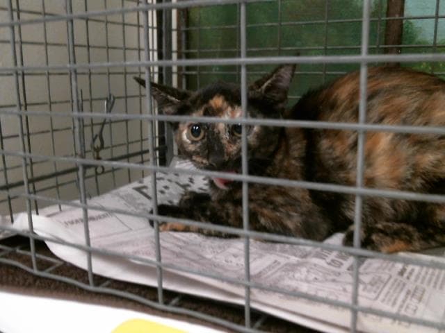 Unknown - Domestic Short Hair