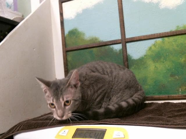 Little Tub Tub - Domestic Short Hair