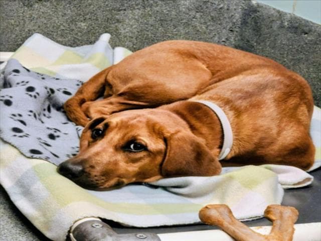 Unknown - Redbone Coonhound