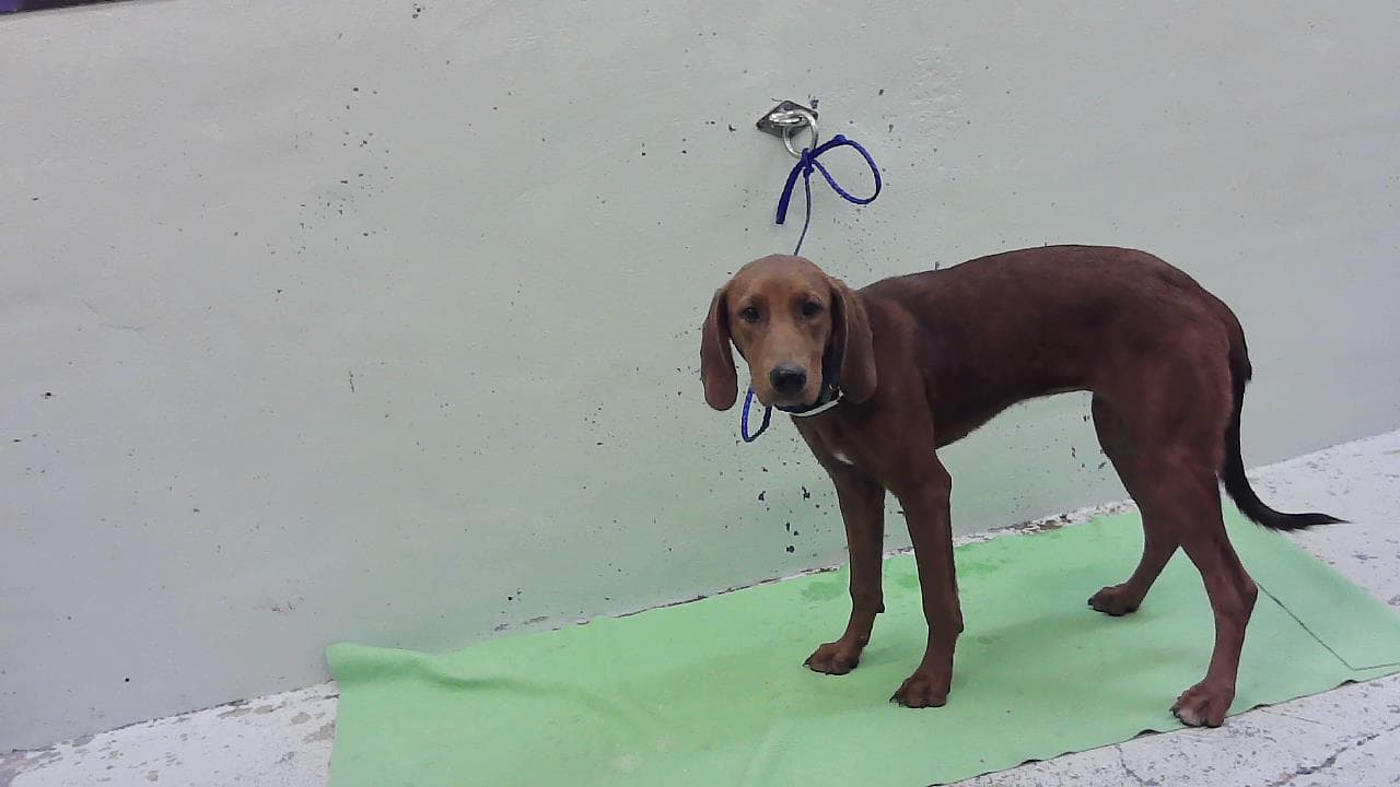 Unknown - Redbone Coonhound