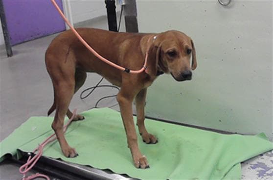 Unknown - Redbone Coonhound