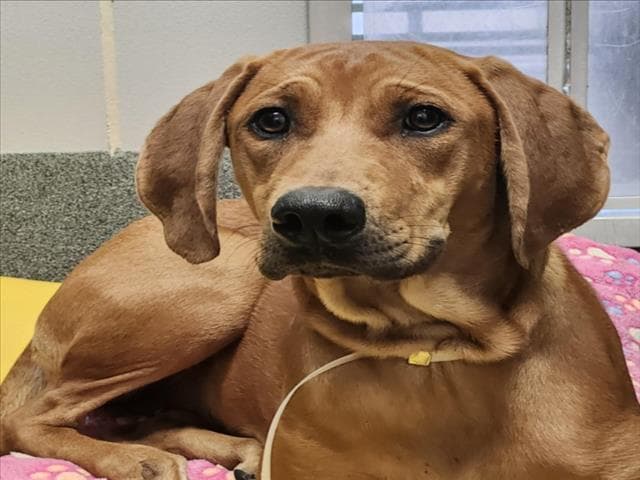 Unknown - Redbone Coonhound