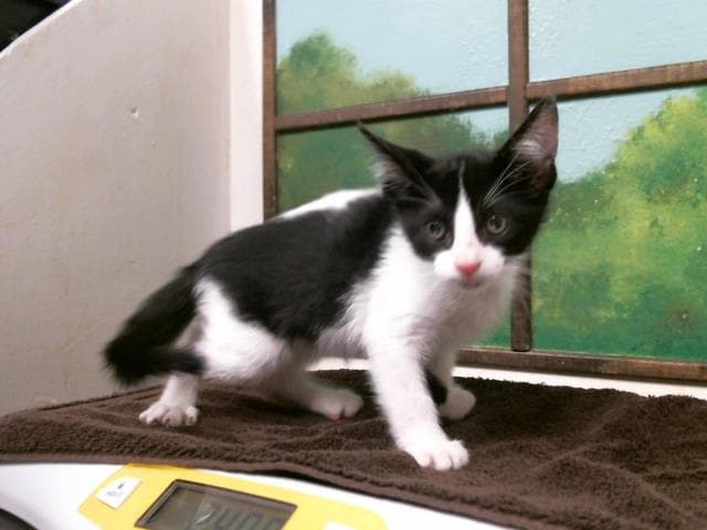 Cujo - Domestic Short Hair