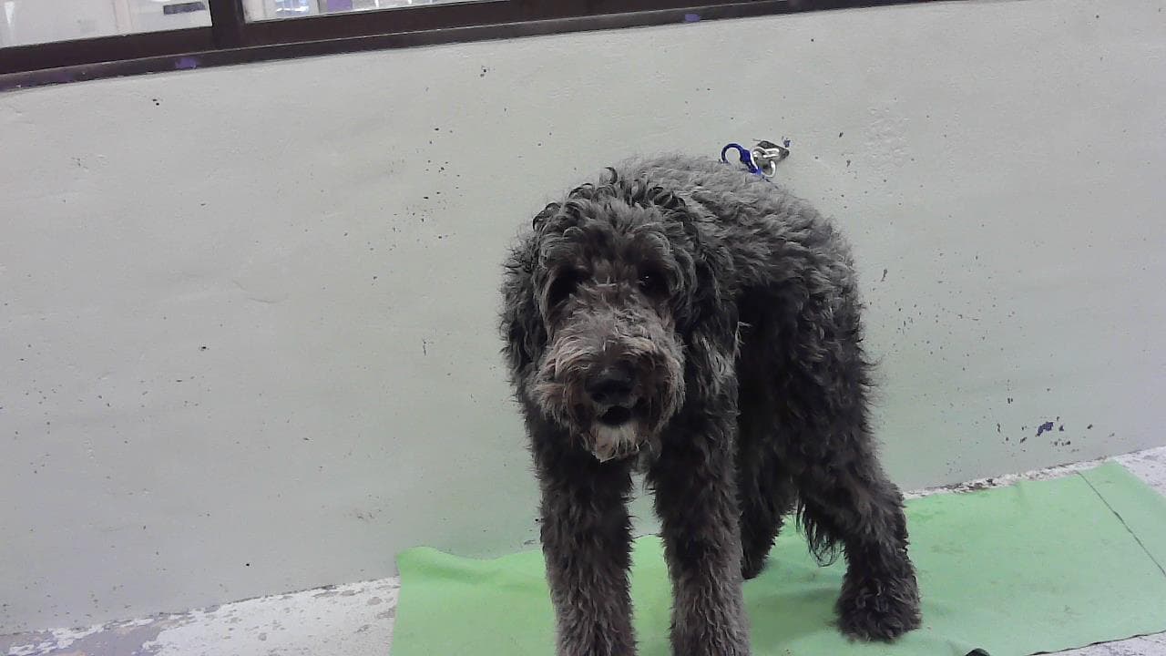 Dutch - Poodle (Standard)