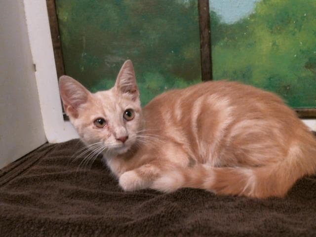 Timber - Domestic Short Hair