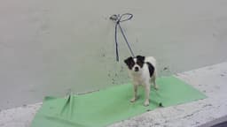 Max image 1