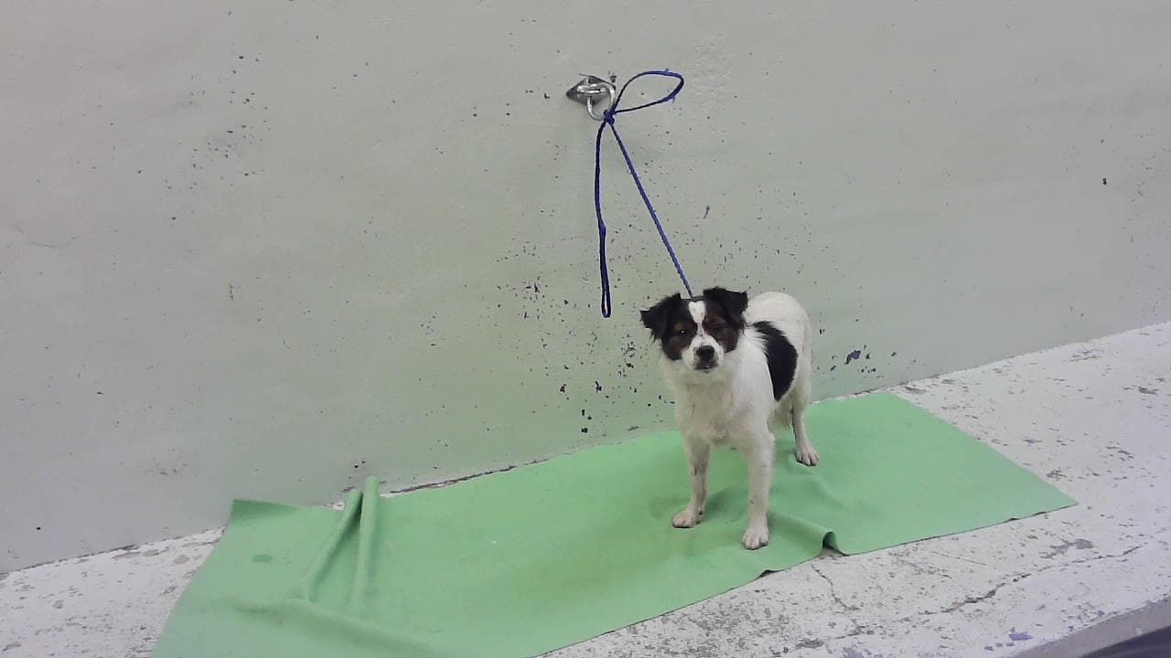 Max - Chihuahua
