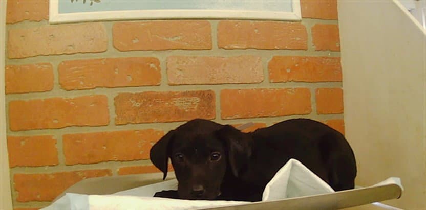 Unknown - Staffordshire Bull Terrier