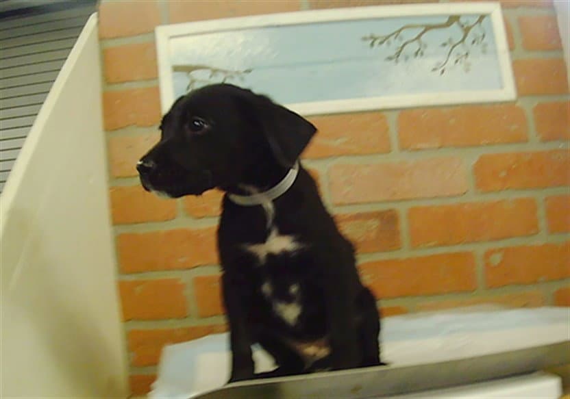 Unknown - Staffordshire Bull Terrier