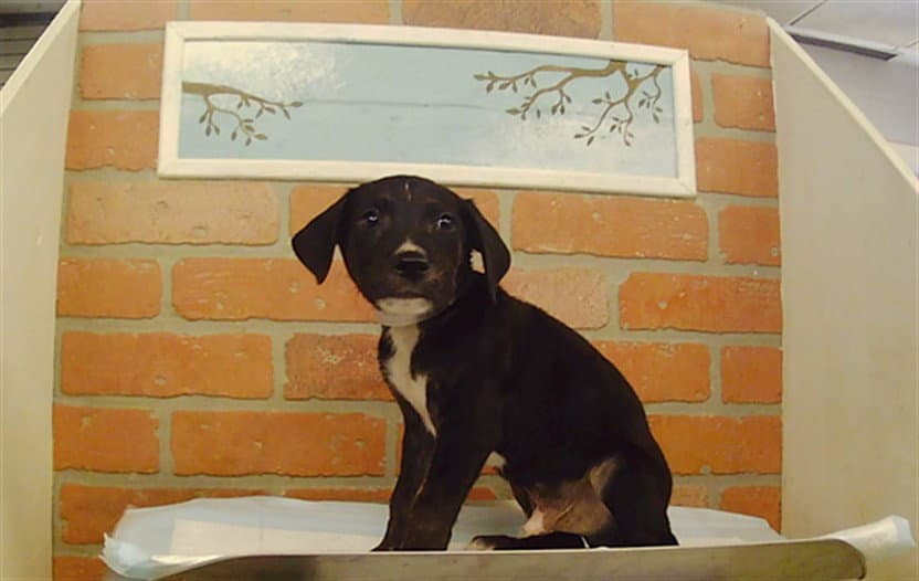 Unknown - Staffordshire Bull Terrier