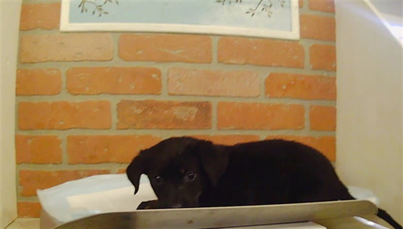 Unknown - Staffordshire Bull Terrier