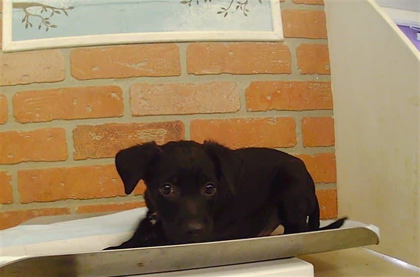Unknown - Staffordshire Bull Terrier