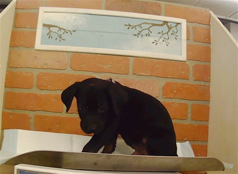 Unknown - Staffordshire Bull Terrier