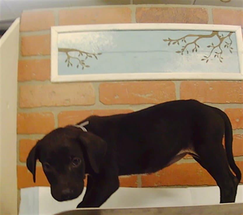 Unknown - Staffordshire Bull Terrier