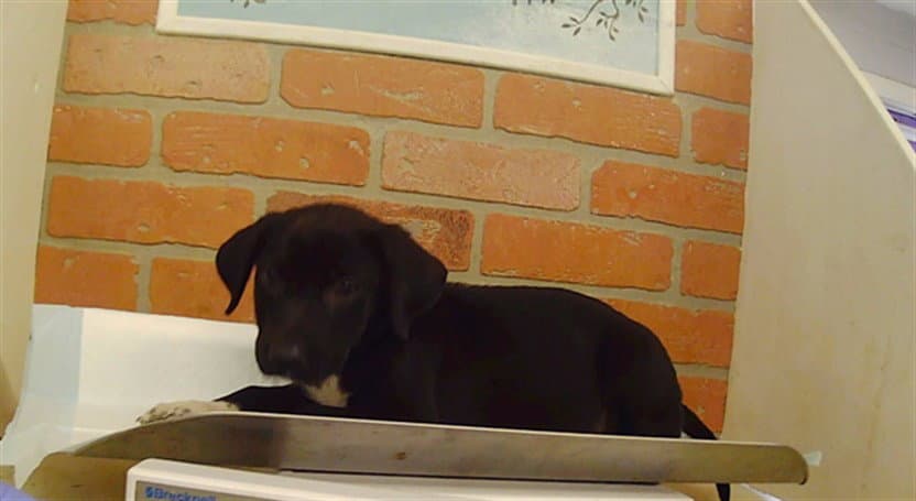 Unknown - Staffordshire Bull Terrier